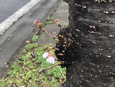 桜開花１.jpg