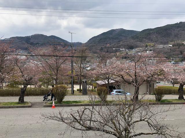 桜開花.jpg