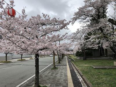 20210405満開の桜.jpg